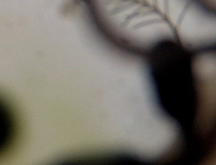 Above and Below' video art by Australian artist Anna Glynn